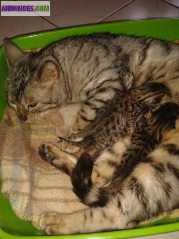 Chatons bengal loof