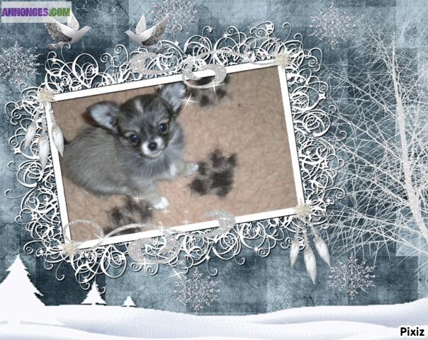 4 mgnifiques chihuahuas LOF  à réserver