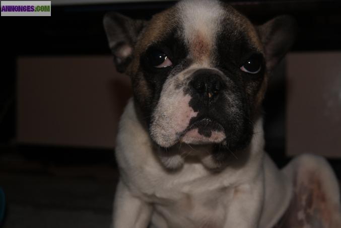 Bouledogue Francais non lof