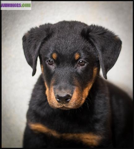Chiot Beauceron LOF