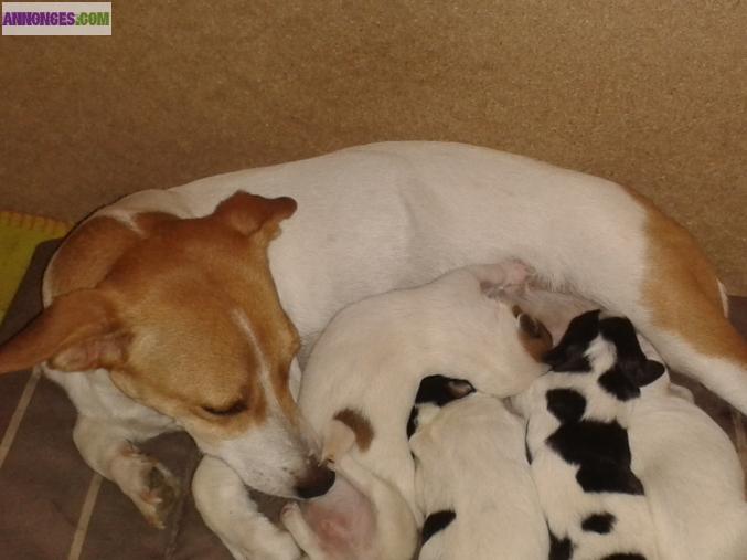 Chiot type Jack Russell