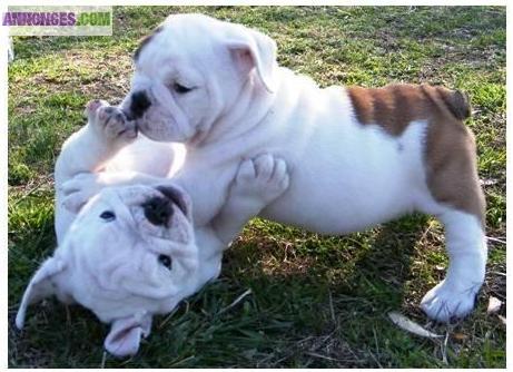 Adorable chiots bulldog anglais a vendre