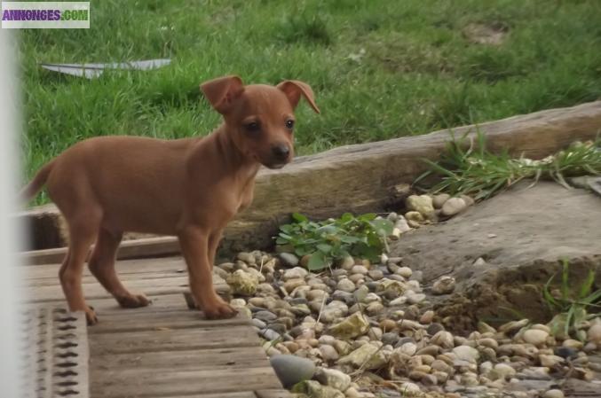 Vend type pinscher nain