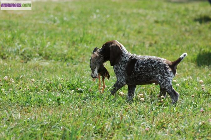 Chiots braque allemand lof a reserver