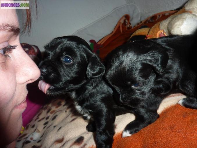 Vend type lhassa apso