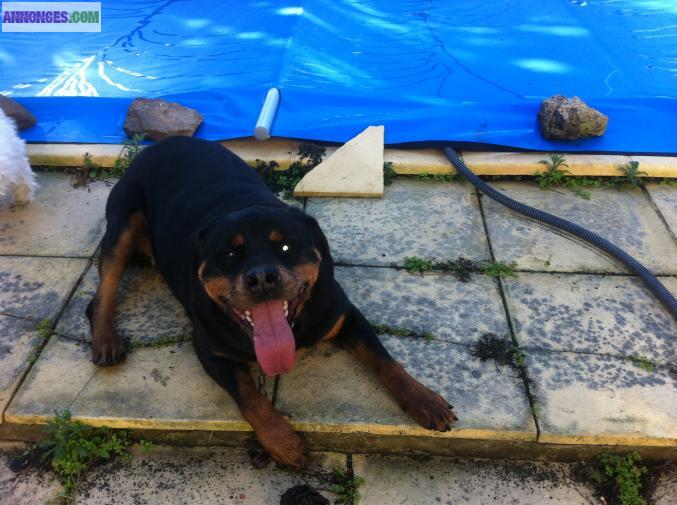 Rottweiler