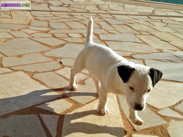 Adorable chiot Jack Russell Terrier