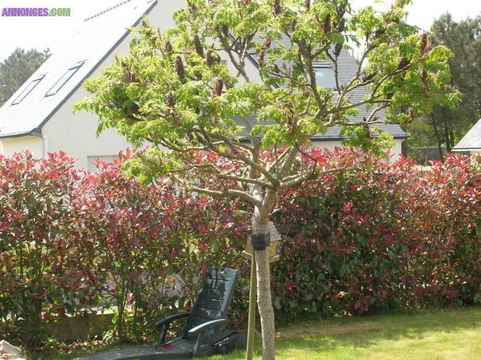 ******Magnifique sumac à petit prix*****