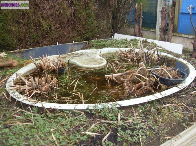 Basin avec plusieurs plantes ( iris )