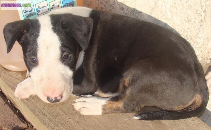 Chiot bull terrier