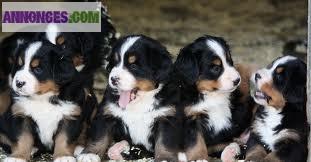 Chiots Bouvier Bernois L.O.F
