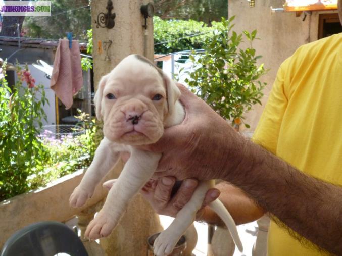 CHIOT BOXER BLANC