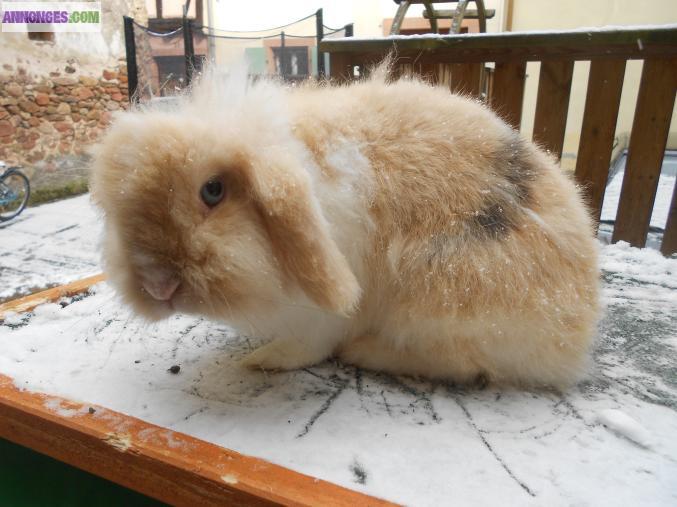 Lapin bélier