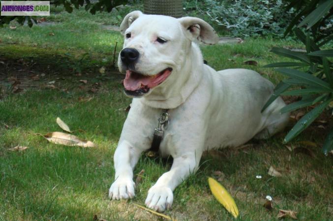 A ADOPTER " SEGUILA"  DOGUE ARGENTIN