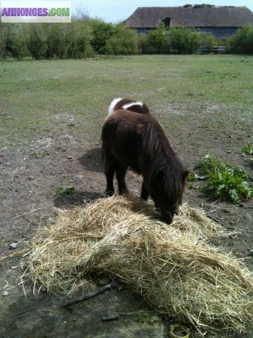 Ponette shetland