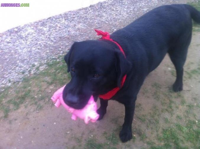 Saille femelle recherche male