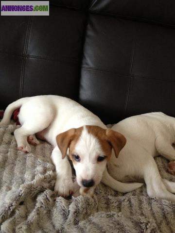 Chiots type jack russel