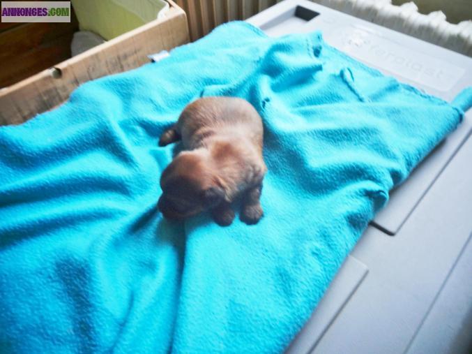 Chiot Yorkshire terrier Non lof à réserver