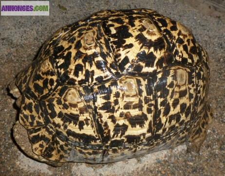 3 géochelones pardalis