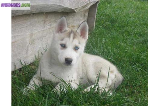 Chiots husky sibérien