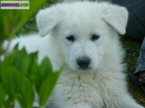 Chiots Types Berger Blanc Suisse