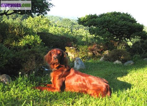 Chiot Setter irlandais
