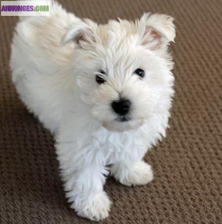 A reserver chiots westie