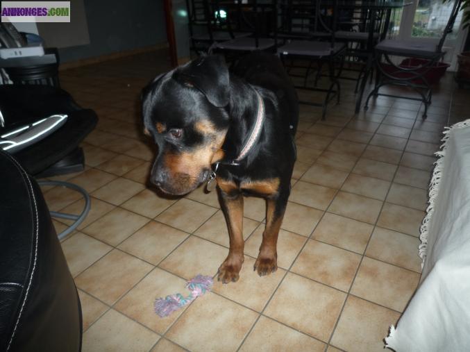 Rottweiler mâle