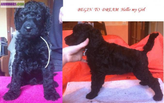 6 chiots femelles grand caniche noir (royal) LOF