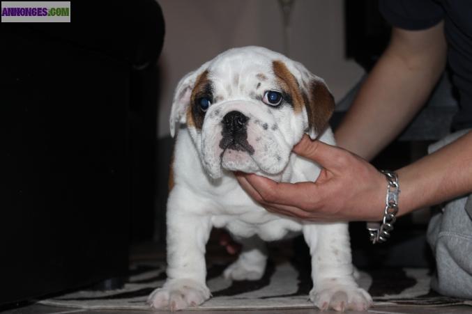 Bulldog Anglais