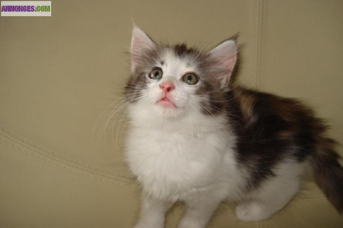 Chatons siberiens loof