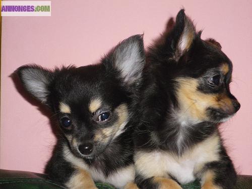 03 Superbes chiots mini chihuahua type poils long