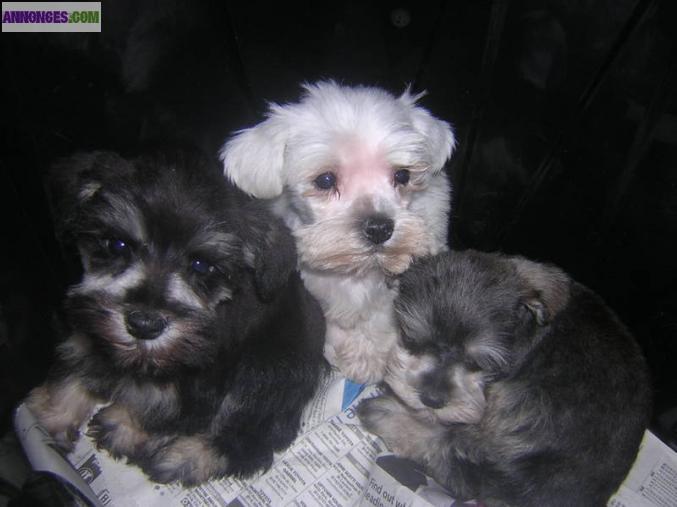Chiots schnauzer Nain noir et blanc L.O.F
