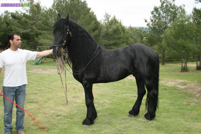 Vend cheval frison
