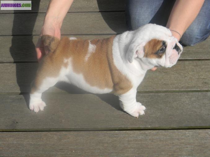 Bulldog Anglais