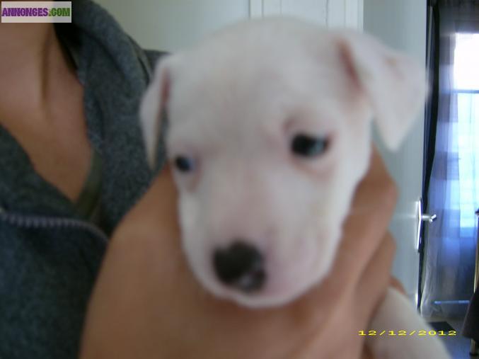 Chiots jack russell parson