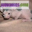 Chaton type sphynx