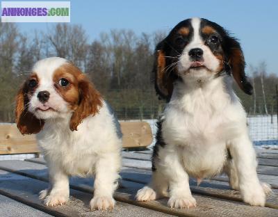 Chiots de type cavaliers king charles