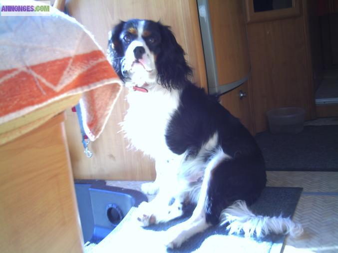 Magnifique Cavalier king charles tricolore  pour saillie