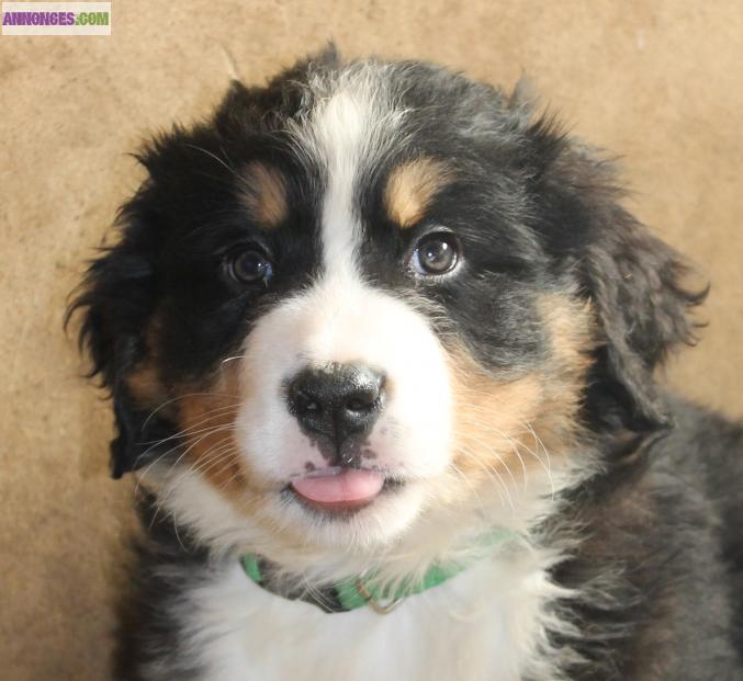 Chiots bouvier bernois