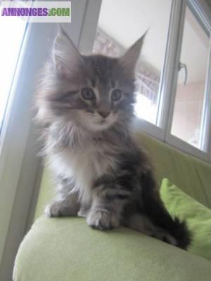 Chaton maine coon non loof