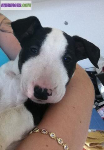 Chiot bull terrier