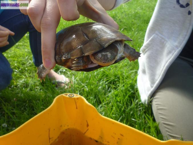 Vends jolie tortue d'eau