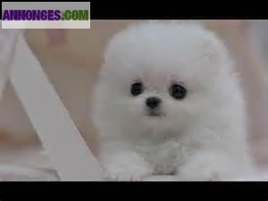 chiots spitz pomeranian miniature (theacup) 