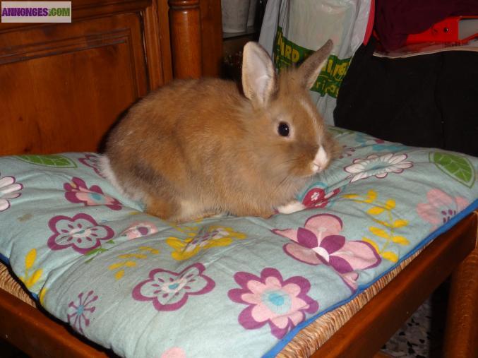 Bébé lapin nain male