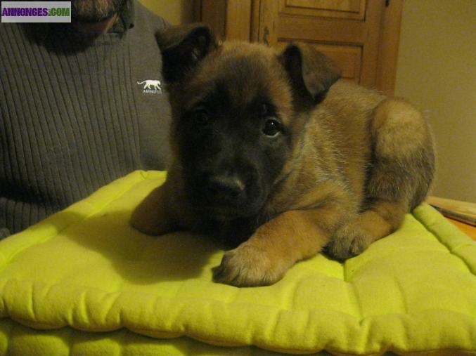 Chiots Malinois