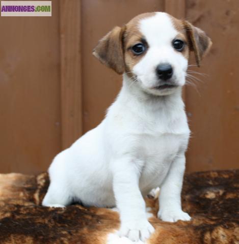 Chiots jack russels