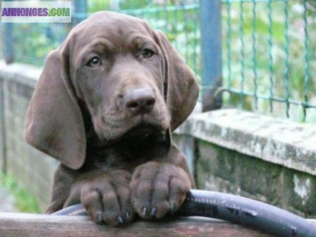 Chiots braque Allemand à réserver