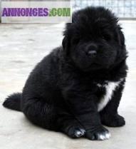 Chiots type terre neuve noir et marron