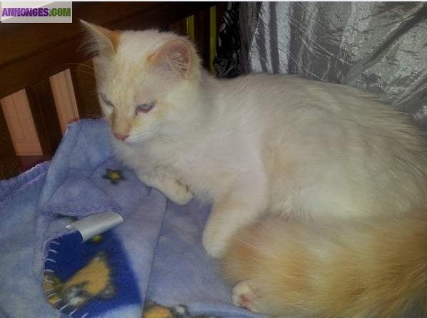 Chat mi angora mâle